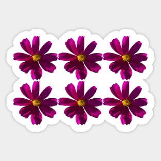 Dark Pink Cosmos Flowers in Six Pattern Sticker